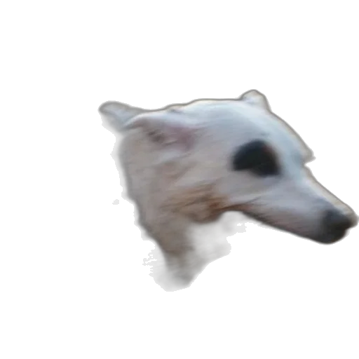 animal, creature, mask, face transparent PNG cut-out