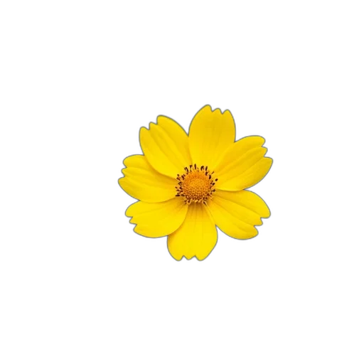 flower, crown, jewelry, weapon transparent PNG cut-out