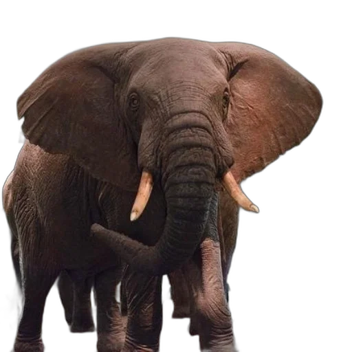 animal, creature, weapon, umbrella transparent PNG cut-out