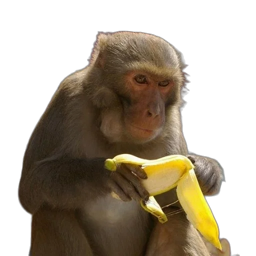 staff, animal, food, weapon transparent PNG cut-out