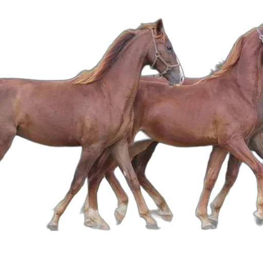 animal, photorealistic, 3d render, concept art transparent PNG cut-out