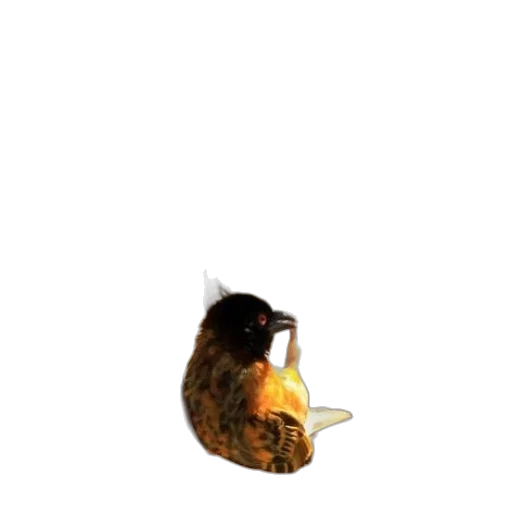 animal, hat, food, hair transparent PNG cut-out