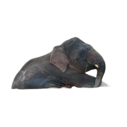 animal, creature, mask, hat transparent PNG cut-out