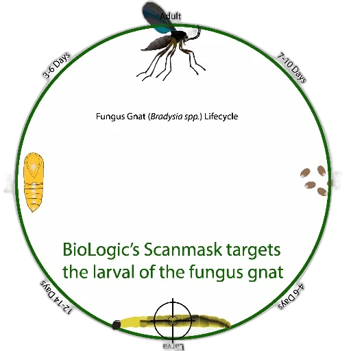 circular, diagram, illustrating, lifecycle transparent PNG cut-out