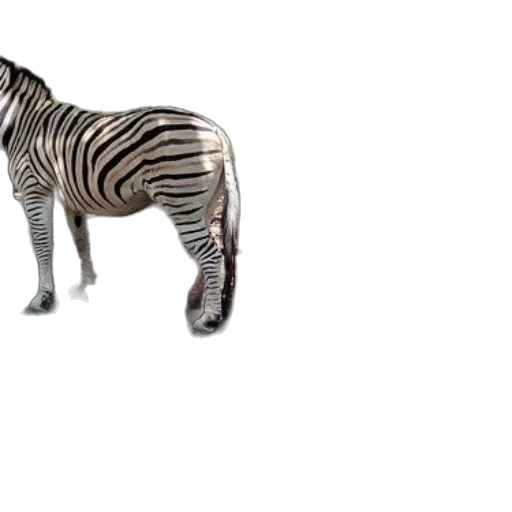 animal, creature, furniture, 3d render transparent PNG cut-out
