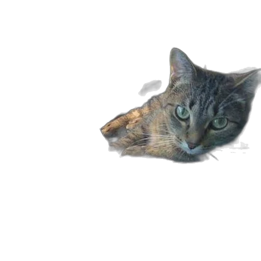 animal, creature, face, weapon transparent PNG cut-out