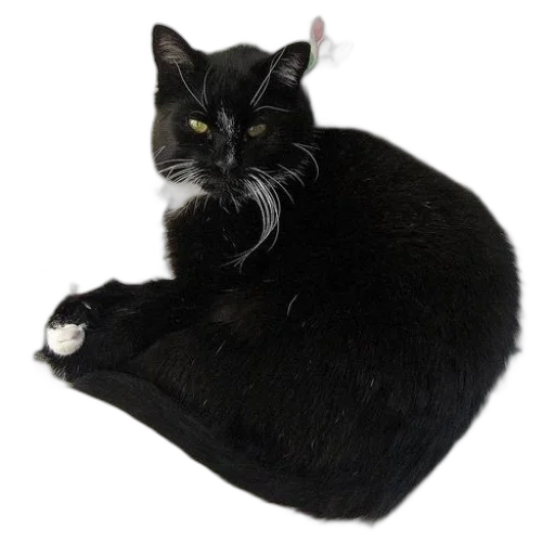 hat, staff, jacket, animal transparent PNG cut-out
