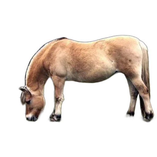 animal, staff, creature, hair transparent PNG cut-out