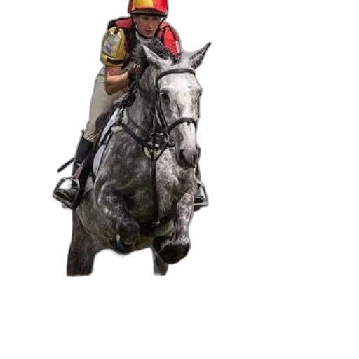 hat, animal, staff, weapon transparent PNG cut-out