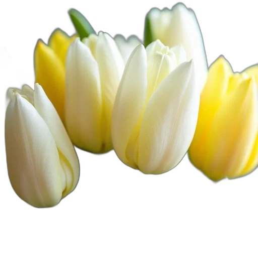 flower, crown, jewelry, food transparent PNG cut-out