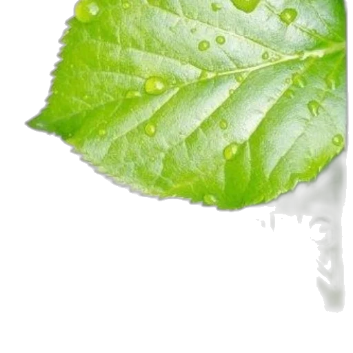 food, tree, umbrella, face transparent PNG cut-out