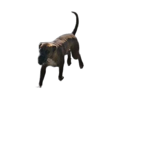 animal, creature, staff, dragon transparent PNG cut-out