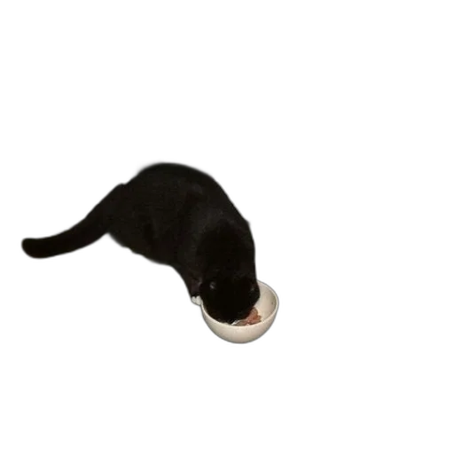staff, animal, hat, food transparent PNG cut-out