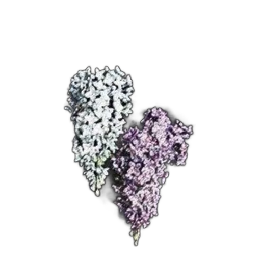 jewelry, crown, flower, hair transparent PNG cut-out