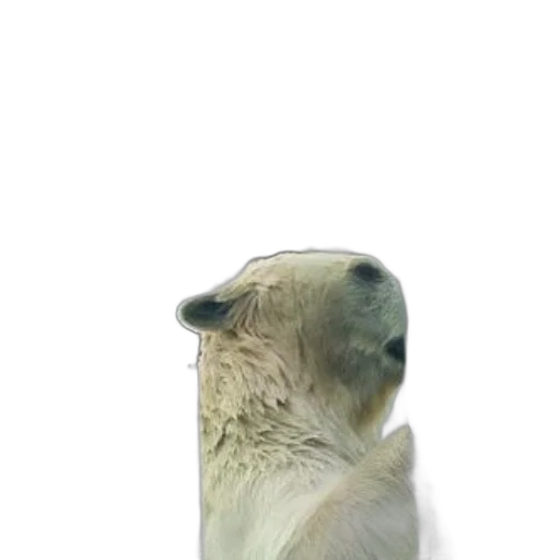 animal, creature, staff, hair transparent PNG cut-out