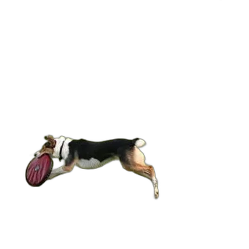 animal, creature, food, shoes transparent PNG cut-out