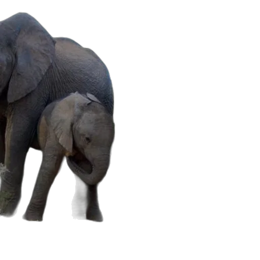 animal, creature, 3d render, photorealistic transparent PNG cut-out
