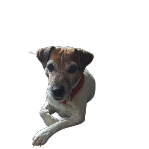 animal, staff, creature, face transparent PNG cut-out