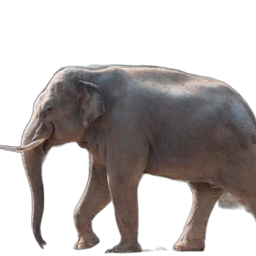 animal, creature, staff, weapon transparent PNG cut-out