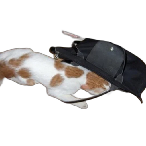 hat, shoes, weapon, staff transparent PNG cut-out