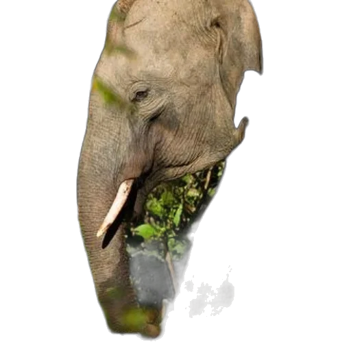 animal, creature, face, mask transparent PNG cut-out