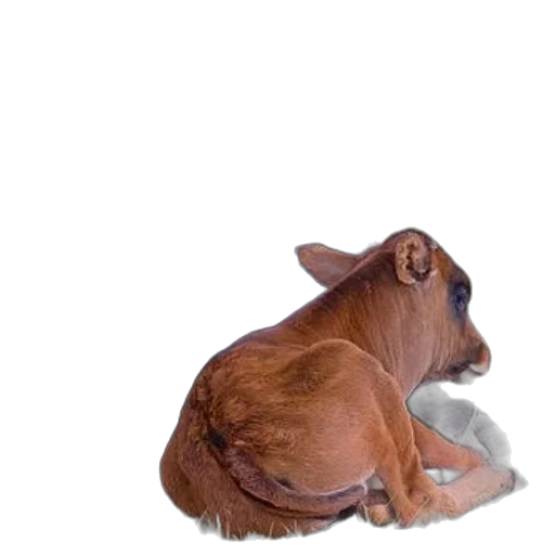 animal, hat, creature, food transparent PNG cut-out