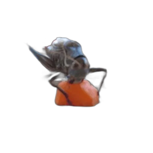 dragon, robot, weapon, crown transparent PNG cut-out