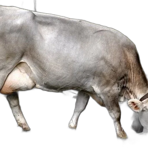 animal, creature, food, weapon transparent PNG cut-out