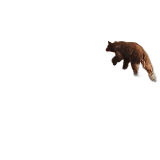animal, creature, hair, food transparent PNG cut-out