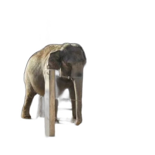 furniture, animal, staff, creature transparent PNG cut-out