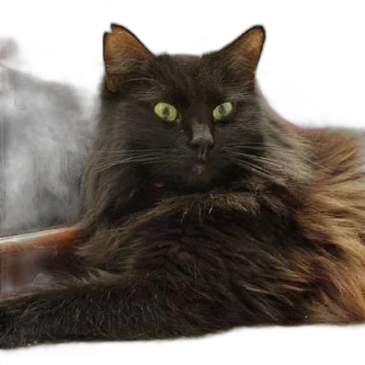 animal, creature, dragon, staff transparent PNG cut-out
