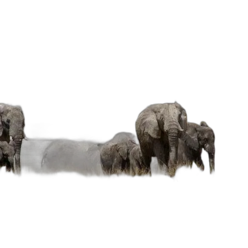 animal, staff, weapon, furniture transparent PNG cut-out