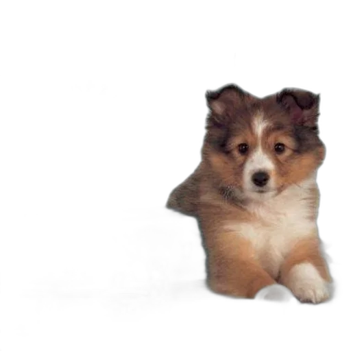 animal, creature, staff, food transparent PNG cut-out