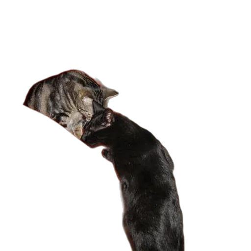 staff, animal, hat, creature transparent PNG cut-out