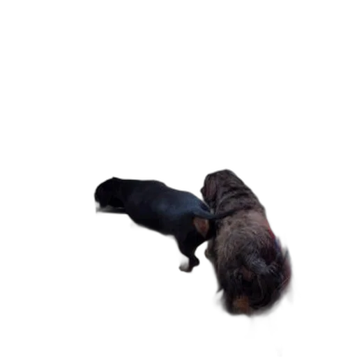 animal, creature, staff, hair transparent PNG cut-out