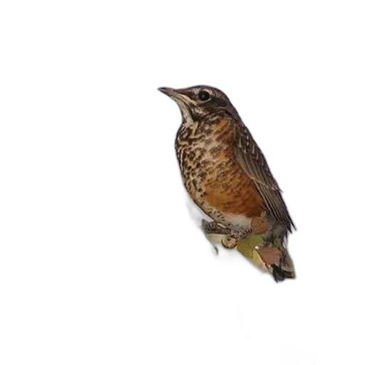 animal, staff, crown, food transparent PNG cut-out