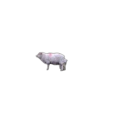 animal, creature, food, robot transparent PNG cut-out
