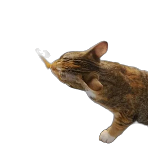 animal, staff, weapon, creature transparent PNG cut-out