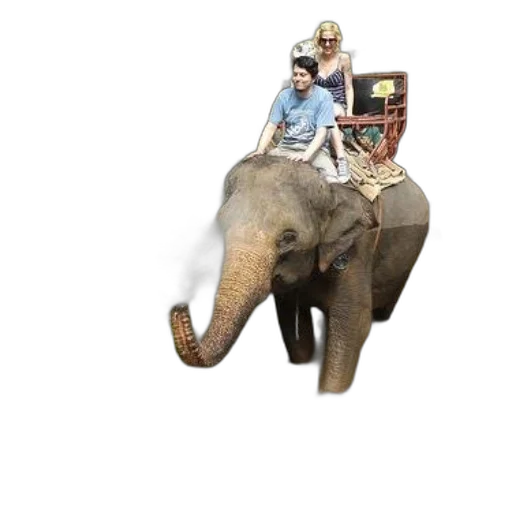 animal, creature, staff, hat transparent PNG cut-out