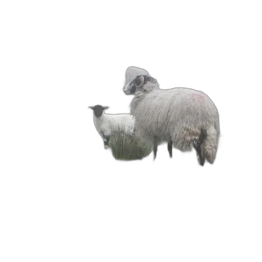 animal, hat, creature, hair transparent PNG cut-out