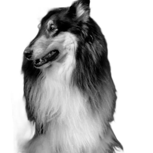 animal, creature, staff, face transparent PNG cut-out