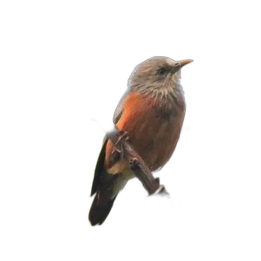 animal, staff, crown, creature transparent PNG cut-out