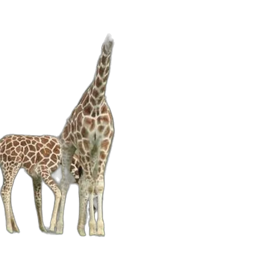 animal, creature, 3d render, concept art transparent PNG cut-out