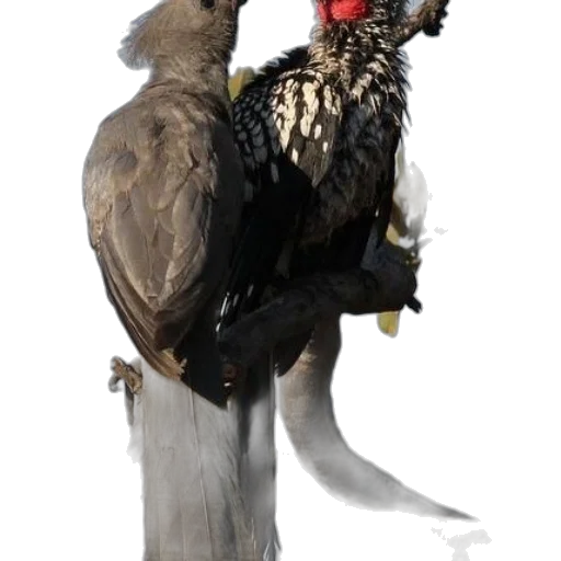 animal, crown, staff, jacket transparent PNG cut-out