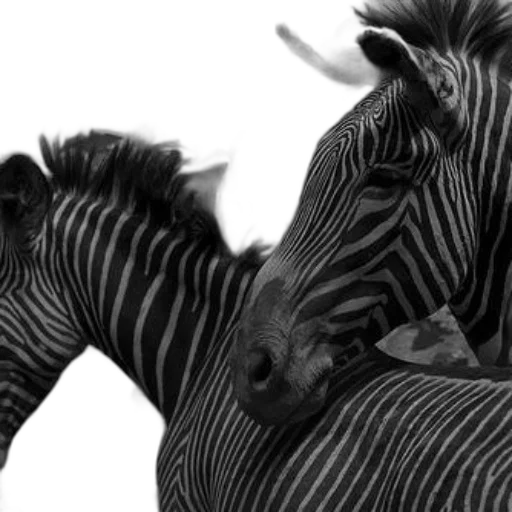 animal, creature, dragon, photorealistic transparent PNG cut-out