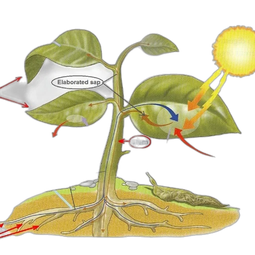 diagram, illustrating, process, photosynthesis transparent PNG cut-out