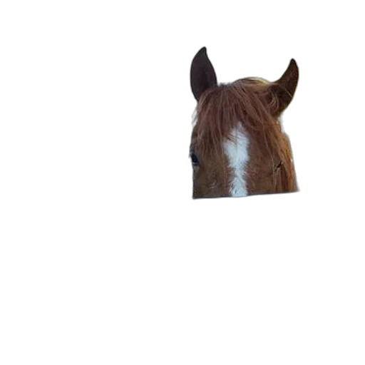 animal, hat, face, creature transparent PNG cut-out
