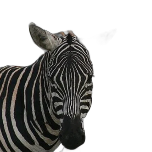 animal, creature, hat, mask transparent PNG cut-out