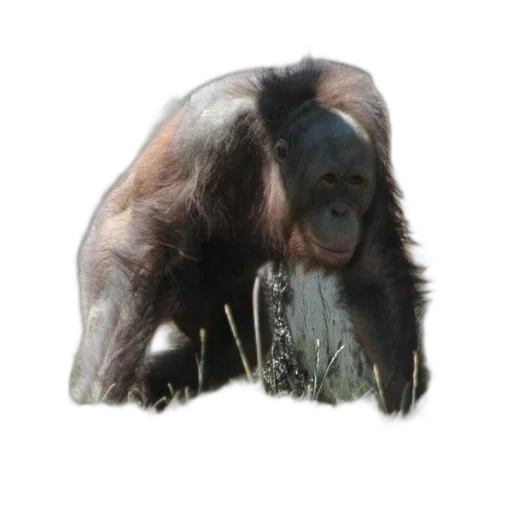 animal, creature, face, staff transparent PNG cut-out