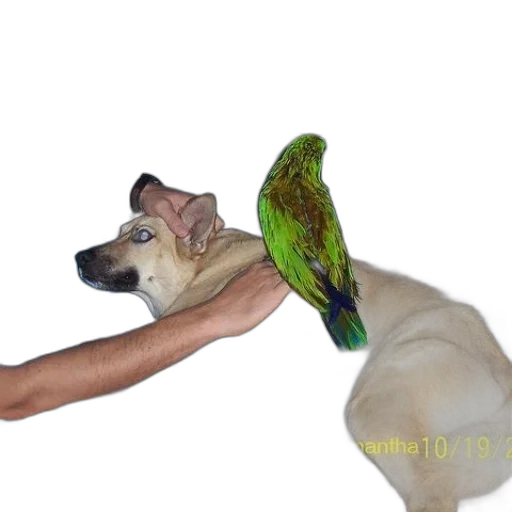 animal, staff, creature, weapon transparent PNG cut-out